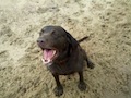 Beach Dog's Avatar